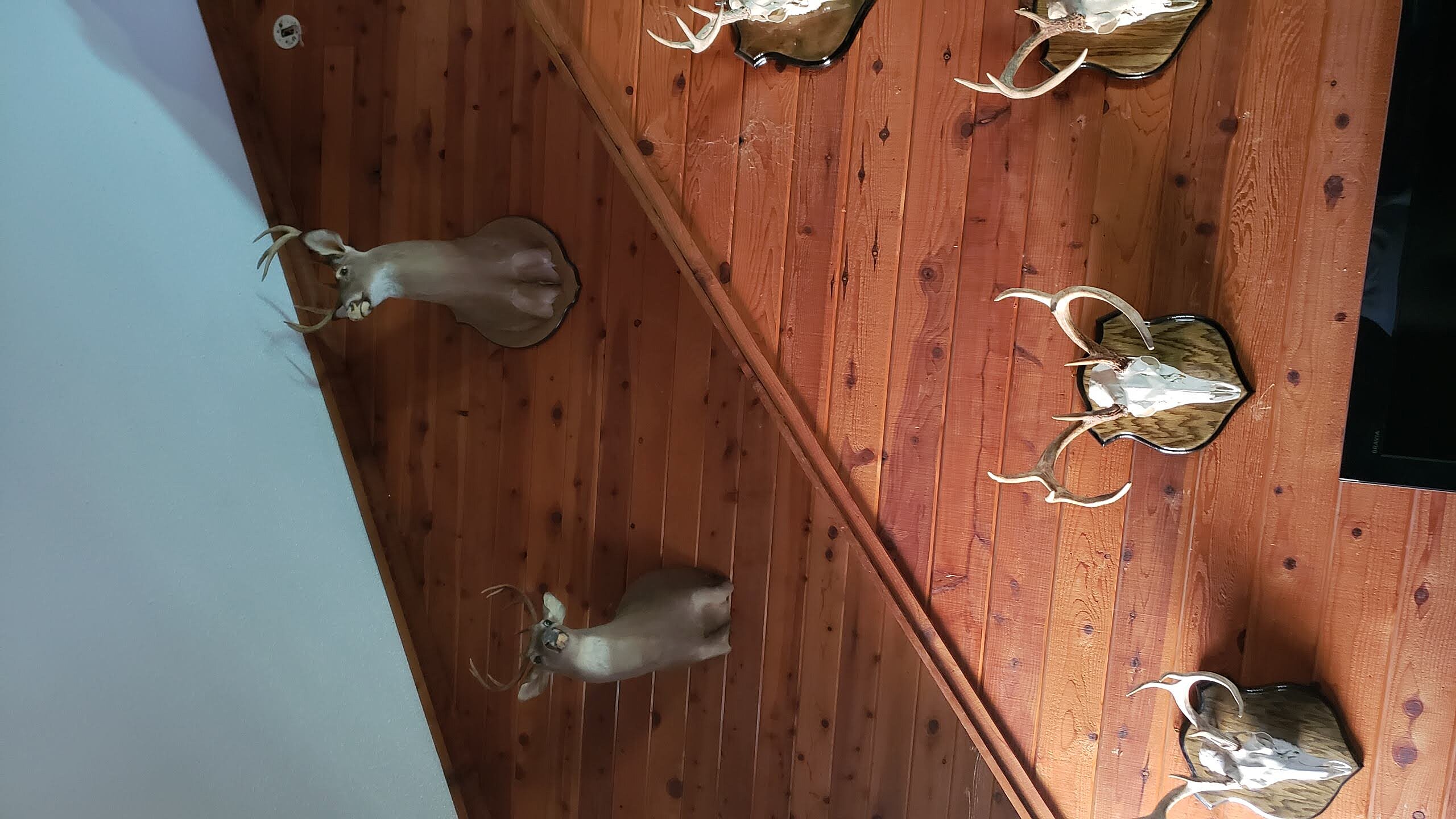 Completed wall hanging installation for custom home trophy display