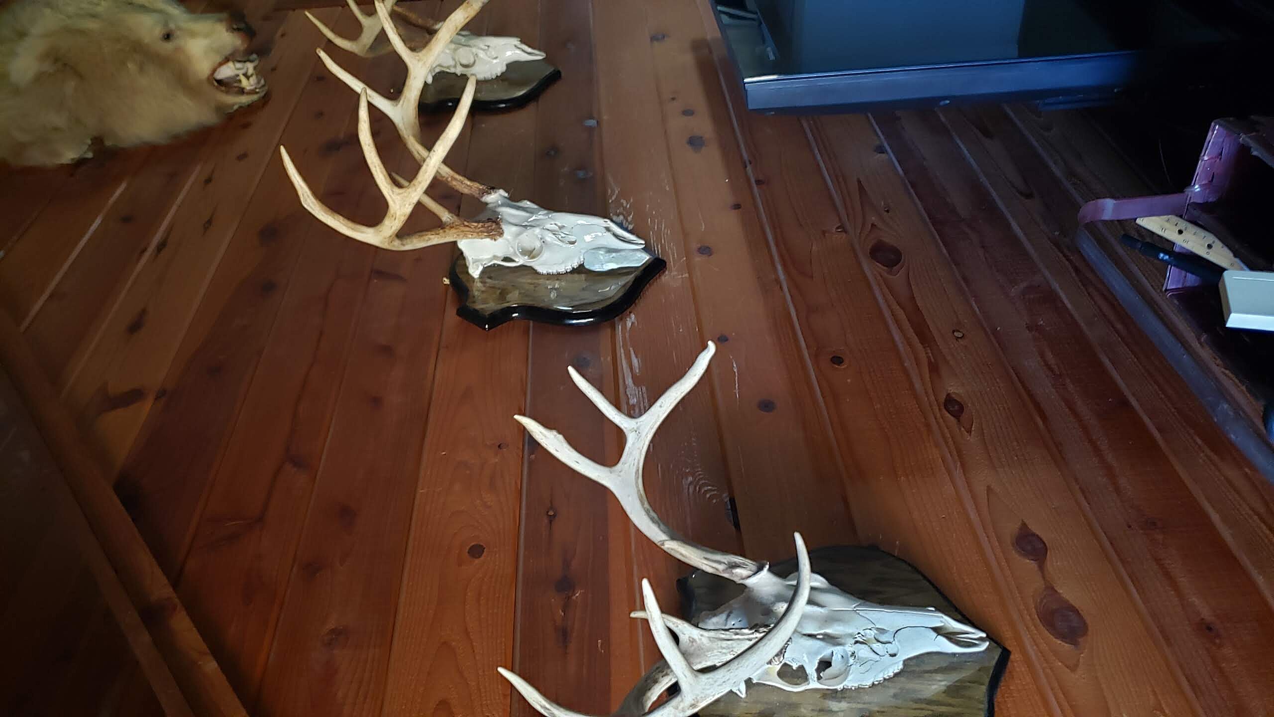 Unmounted trophy displays ready for custom installation hardware