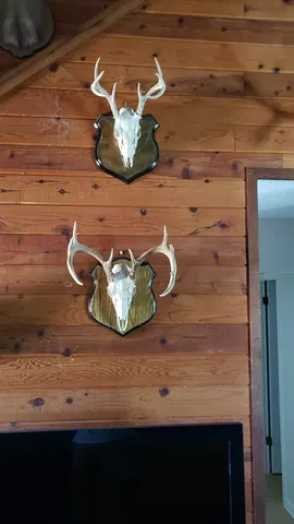 Securely hung trophy mount centered on interior feature wall